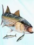 striper
