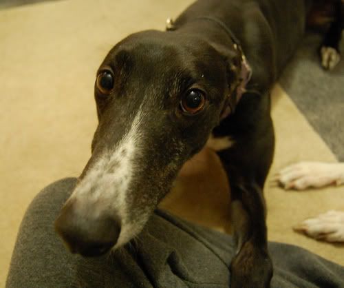 merlin-1.jpg