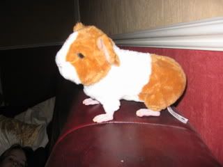 Elliepig006.jpg