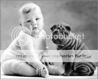 baby and shar pei