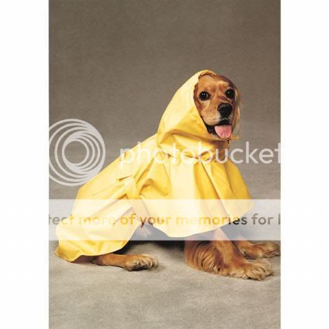 Dog In Raincoat