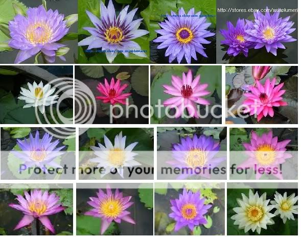 WATER LILY BULBS PLANT FLOWER UNKNOWN COLOR LOTUS  