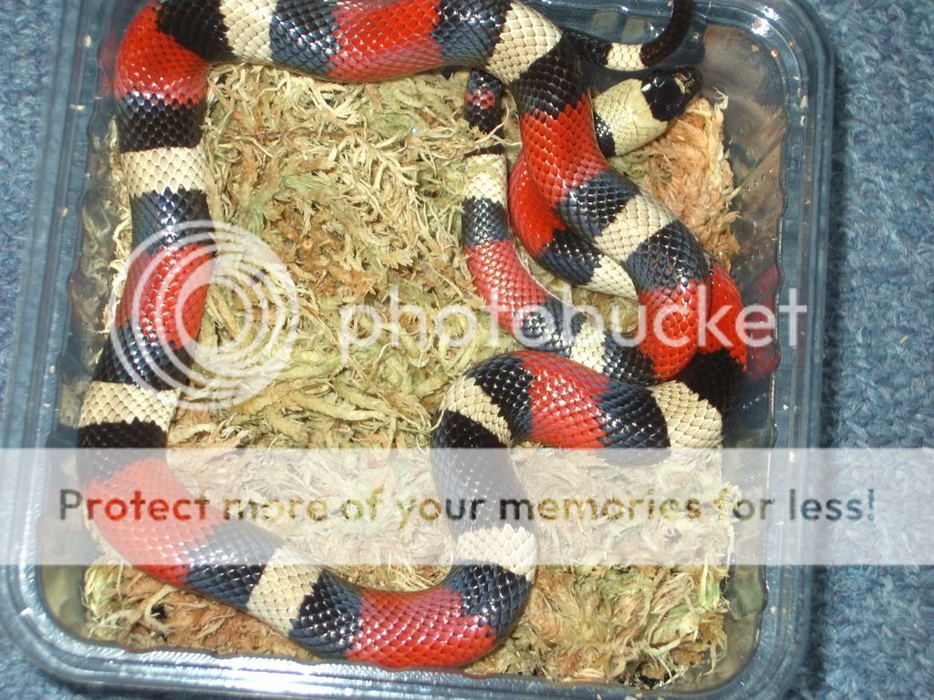 Mix of snakes for sale Essex | Reptile Forums