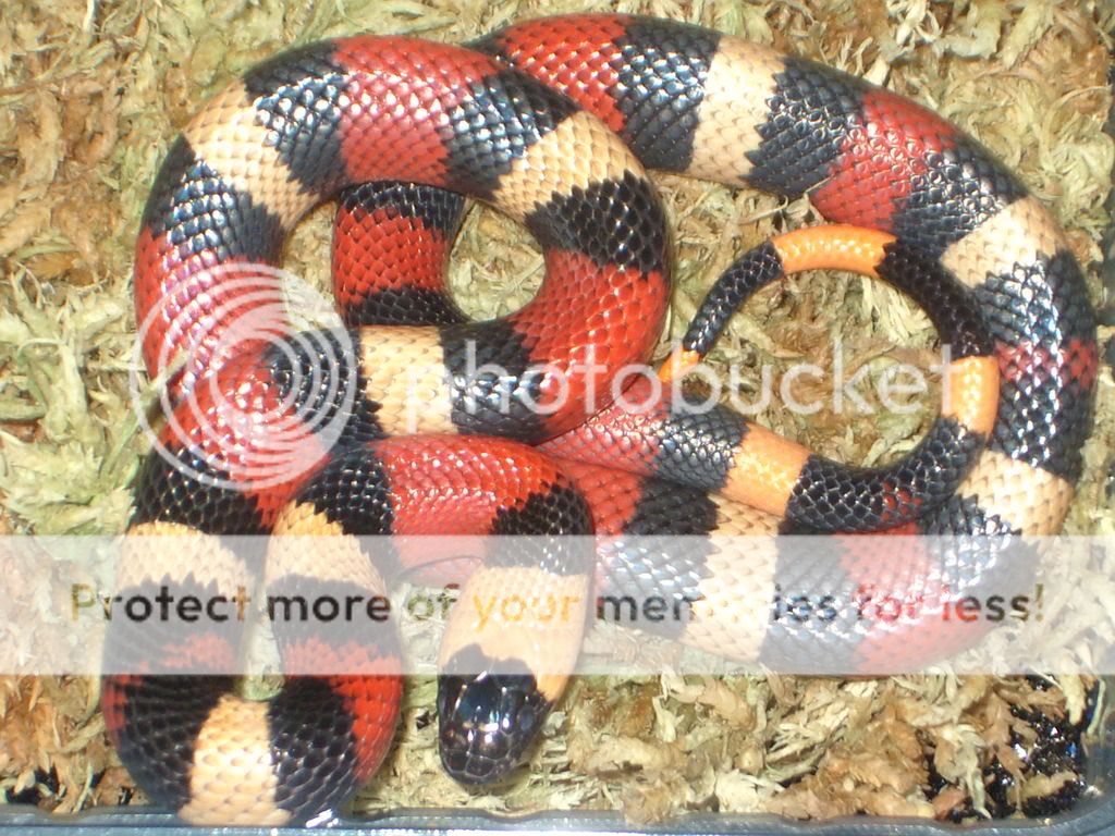 Snakes for Sale Essex/Suffolk | Reptile Forums